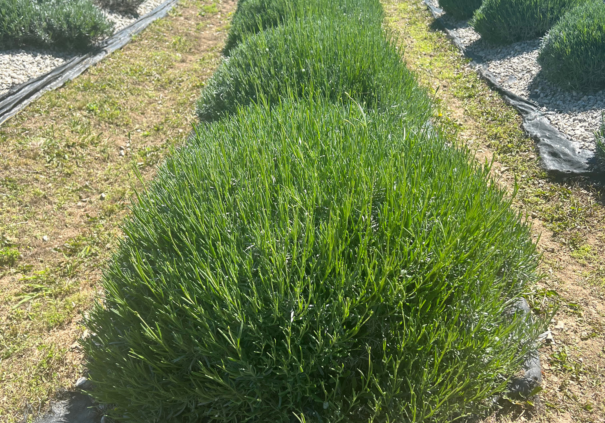 LaGrange Lavender Farm - northwest arka
