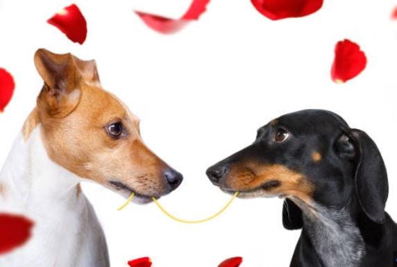 Valentine’s Dog Unconditional Love Paw-ty