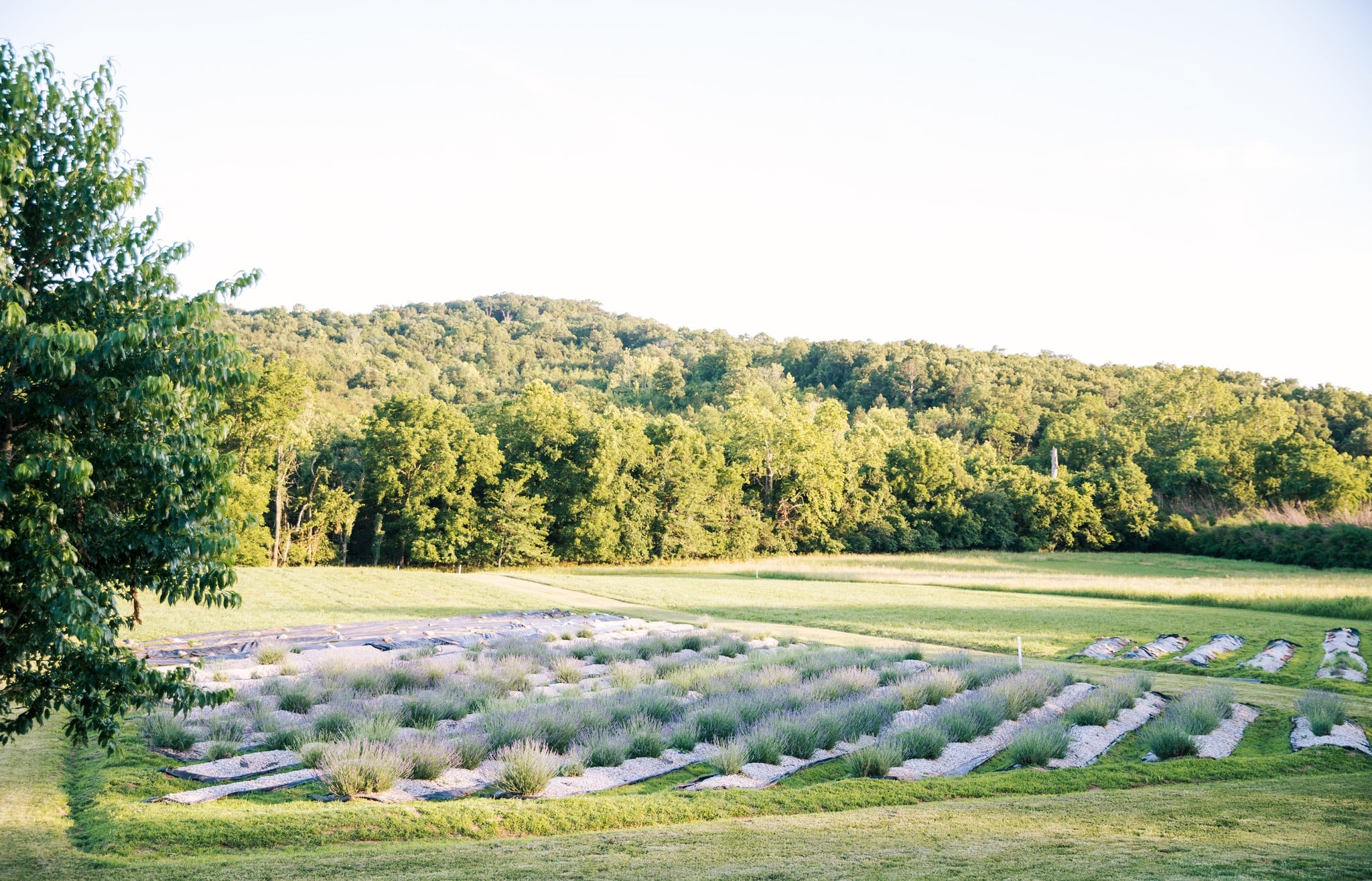 LaGrange Lavender Farm - eureka spring northwest arkansas gem